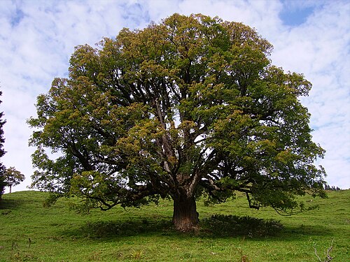 Acer Zdjęcie